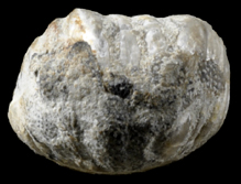 Obturamentella wadei